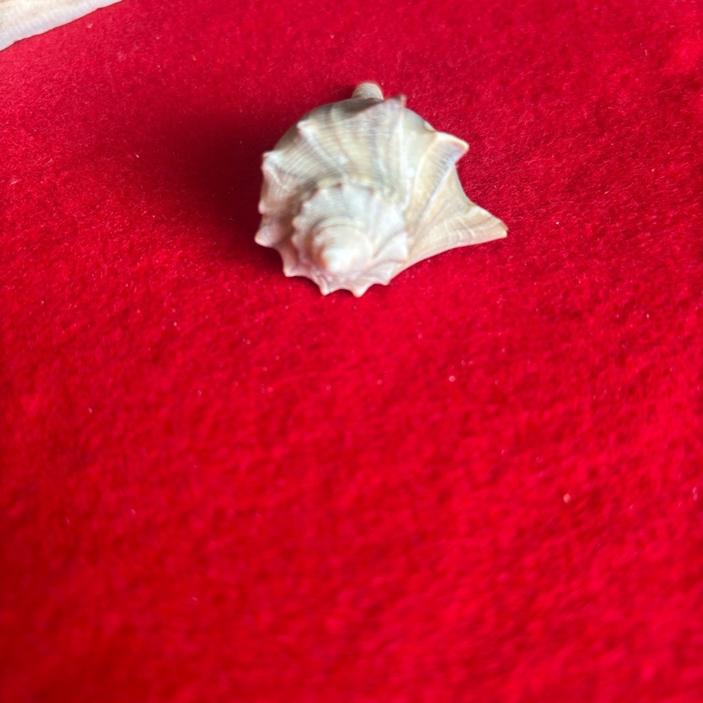 Assorted Seashell Collection - Picture 12 of 16